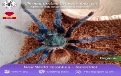 Chromatopelma Cyaneopubescens / GBB /GREEN BOTTLE BLUE FEMALE 5-6 CM tarantula